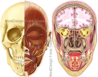 Anatomie Schädel Kopf mit Gehirn Nase Nasenhöhlen Nasennebenhöhlen