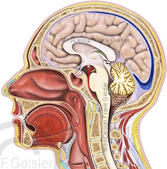 Anatomie Organe Kopf, Schädel Schädelhöhle mit Gehirn