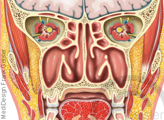 Anatomie Kopf, Schädelgrube Augenhöhle Nasenhöhle und Gesichtsgegend