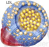Molekül LDL Low Density Lipoprotein Cholesterin