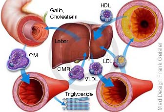 Leber mit Cholesterin HDL LDL, Transport zwischen Leber, Darm Blutgefäße