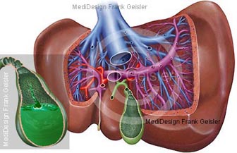 Anatomie Gefäße der Leber Hepar mit Galle Gallenflüssigkeit der Gallenblase