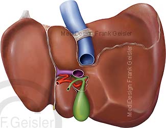 Anatomie Leber Hepar mit Hohlvene und Gallenblase