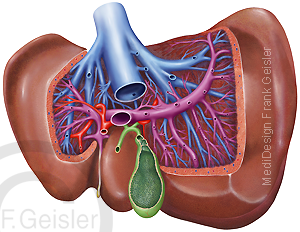Leber mit Lebergefäße Pfortader und Gefäßsystem Galle Gallenblase