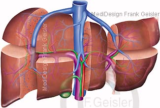 Anatomie Leber Segmente Lebersegmente Leberlappen mit Pfortader