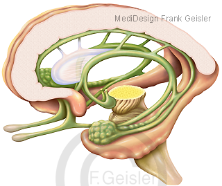 Anatomie Limbisches System im ZNS Gehirn