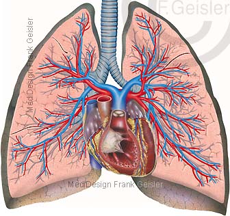 Anatomie Lunge mit Bronchien Herz und Lungengefäße