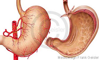 Anatomie Magen Ventriculus Gaster) mit Speiseröhre Oesophagus