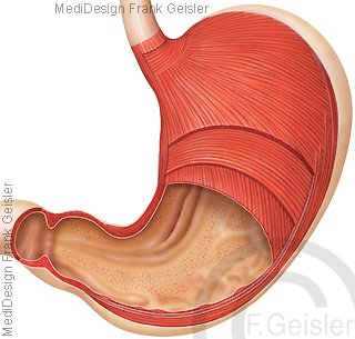 Magenwand Magen mit Muskeln Muskulatur Ventriculus Gaster