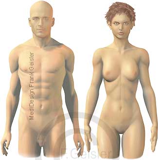 Oberflächenanatomie Mann und Frau Ansicht frontal