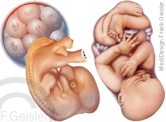 Physiologie intrauterine Entwicklung des Menschen, Embryologie, Entwicklung Morula zu Embryo und Fetus Foetus Föt