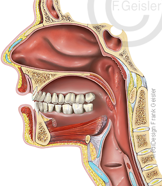 Mund Mundhöhle mit Gebiss Zähneund Nasen-Rachenraum Nasopharynx