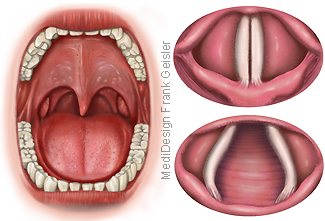 Mund Rachen, Husten Tissus Hustenreflex Stimmritze