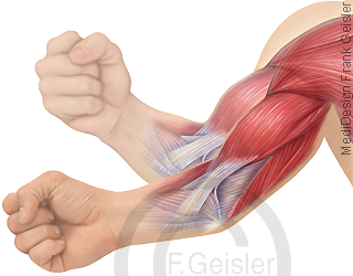 Physiologie Muskel Muskulatur Muskelbewegung Bizeps Trizeps am Arm