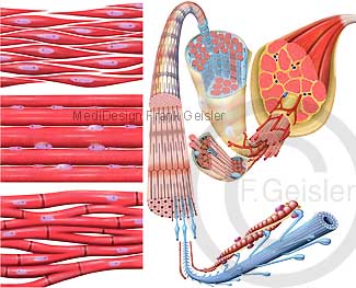 Anatomie Muskelgewebe, Muskel mit Myofibrille Filamente