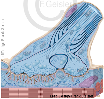 Muskel Muskelendplatte, motorische Endplatte Synapse