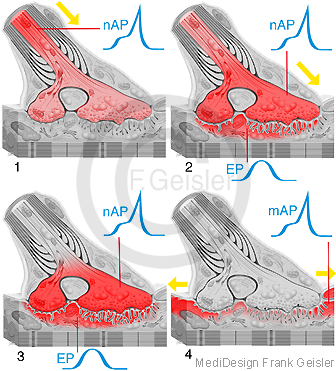 Physiologie Muskel Muskelendplatte, neuromuskuläre Übertragung in motorische Endplatte