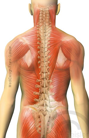 Skelett Und Tiefe Ruckenmuskeln