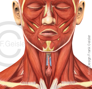 Muskulatur Hals, Muskeln Halsmuskeln Halsmuskulatur und Gesicht Gesichtsmuskeln