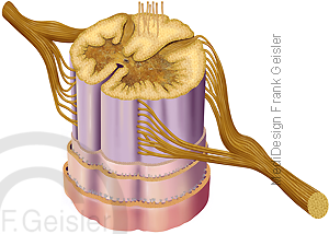 Anatomie Nerven Nervensystem, ZNS Rückenmark Medulla spinalis