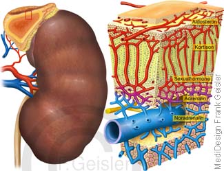 Anatomie Niere Ren, Histologie Zellen für Hormone der Nebenniere