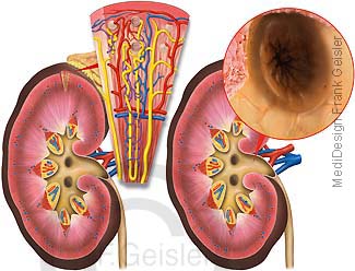 Anatomie Niere Ren, Nephron mit Nierenkörperchen, Nierenbecken der Nieren