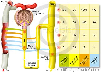 Ultrafiltrat Urin Harn in Nierenkörperchen Glomeruli und Tubuli der Niere