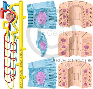 Histologie Niere Tubulus Nierentubulus, Zellen der Henle-Schleife