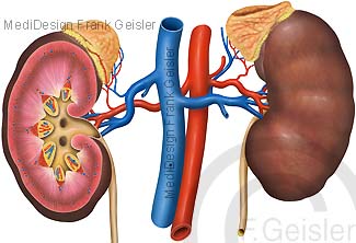 Anatomie Niere Ren, Nieren mit Nebenieren und Blutgefäße Hohlvene Aorta