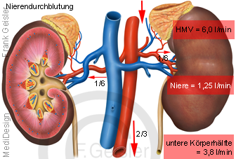 Kontrollorgan Nieren mit Nebennieren, Blutgefäße und Durchblutung Nierendurchblutung Niere