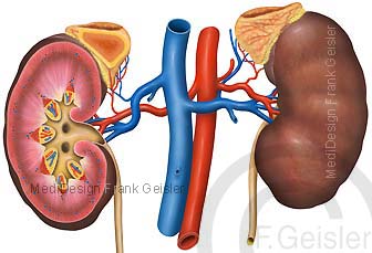 Anatomie Nieren mit Nebennieren, Blutgefäße der Niere