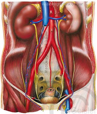 Anatomie Organe im Retroperitoneum, Nieren im Nierenbecken