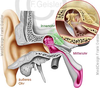 Hörorgan Ohr mit Mittelohr und Innenohr