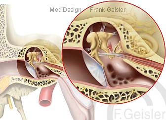 Anatomie Hörorgan Ohr, Mittelohr und Innenohr
