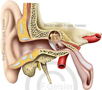 Anatomie Hörorgan Ohr Auris mit Mittelohr und Innenohr