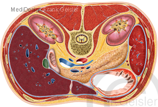 Anatomie Organe Bauchraum mit Bauchfell Peritoneum