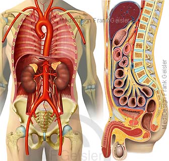 Anatomie Organe im Bauch Bauchraum Retroperitoneum mit Bauchfell