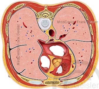 Anatomie Organe Brusteingeweide Thoraxorgane Brustorgane der Brust
