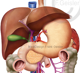 Anatomie Organe im Bauchraum, Gastrointestinaltrakt mit Magen Gaster des Menschen