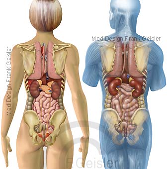 Anatomie Mensch, innere Organe von hinten dorsal