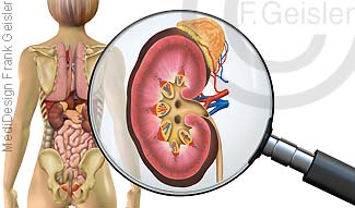 Innere Organe von dorsal, Nieren mit Nebennieren