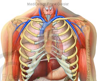 Anatomie Organe Brusteingeweide Thoraxorgane Brustorgane im Brustraum Thorax