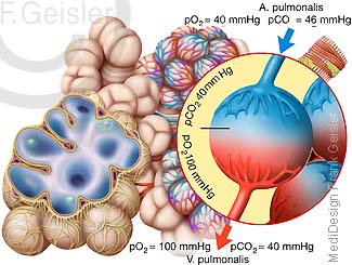 Physiologie Gasaustausch durch Partialdruck Lungenbläschen Alveolen bei Atmung des Menschen