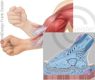 Physiologie Bewegung Muskeln Muskeltätigkeit durch Endplatte Muskelendplatte