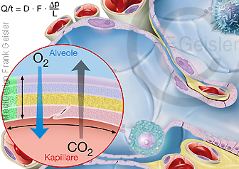 Physiologie Atmung, Diffusion Gasaustausch in Alveolen, Ficksches Gesetz