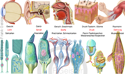 Physiologie Erregungsbildung, Sinnesorgane mit Sinneszellen