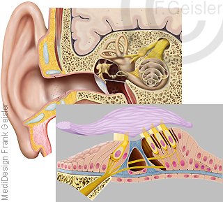 Physiologie Gehör Hörsinn, Innenohr mit Cortisches Organ Nerven