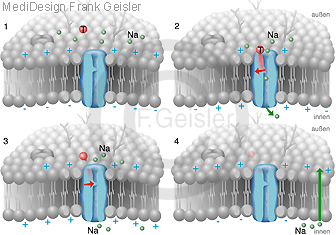 Physiologie Natriumkanal Ionenkanal Proteine Zellmembran