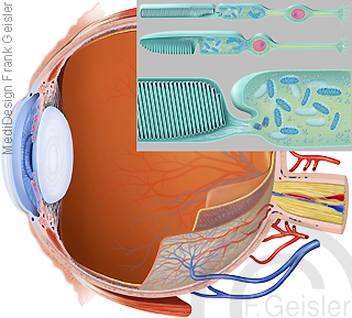 Physiologie Sehen Gesicht Gesichtsinn Auge mit Sinnneszellen