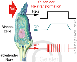 Physiologie Erregung Erregungsbildung Sinneszellen, Stufen Reiz Reiztranzformation